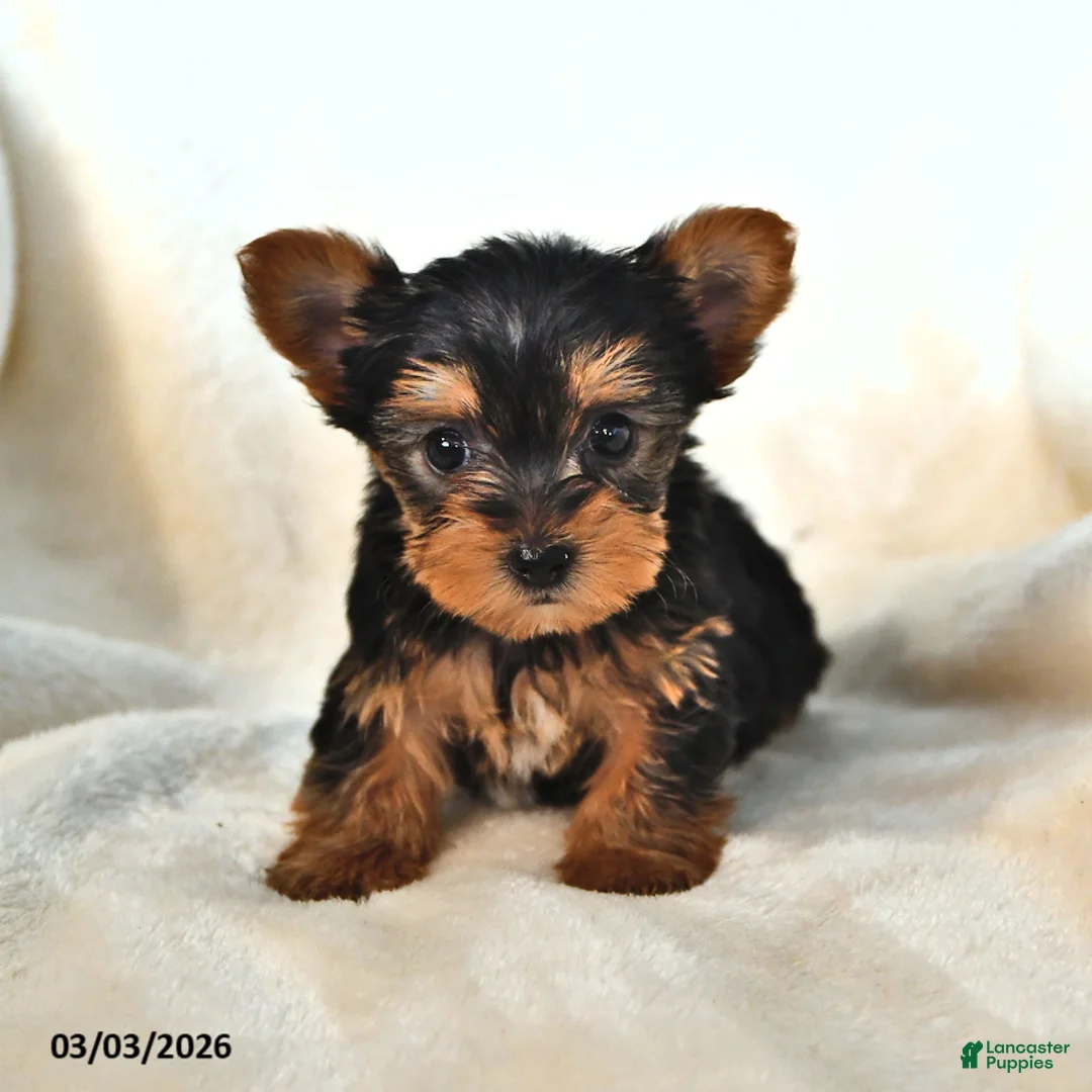 Yorkshire Terrier dogs for sale: Wanda - Ad 2