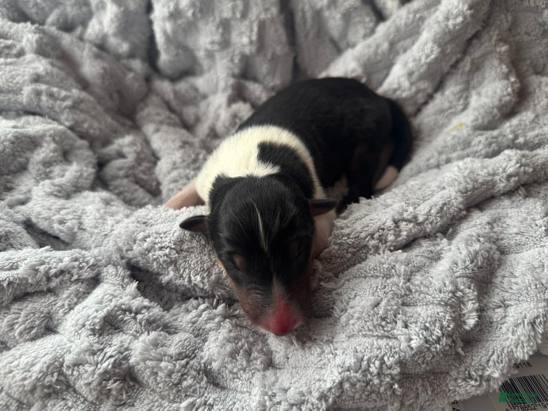 Collie dogs for sale: Lacey - Ad 4