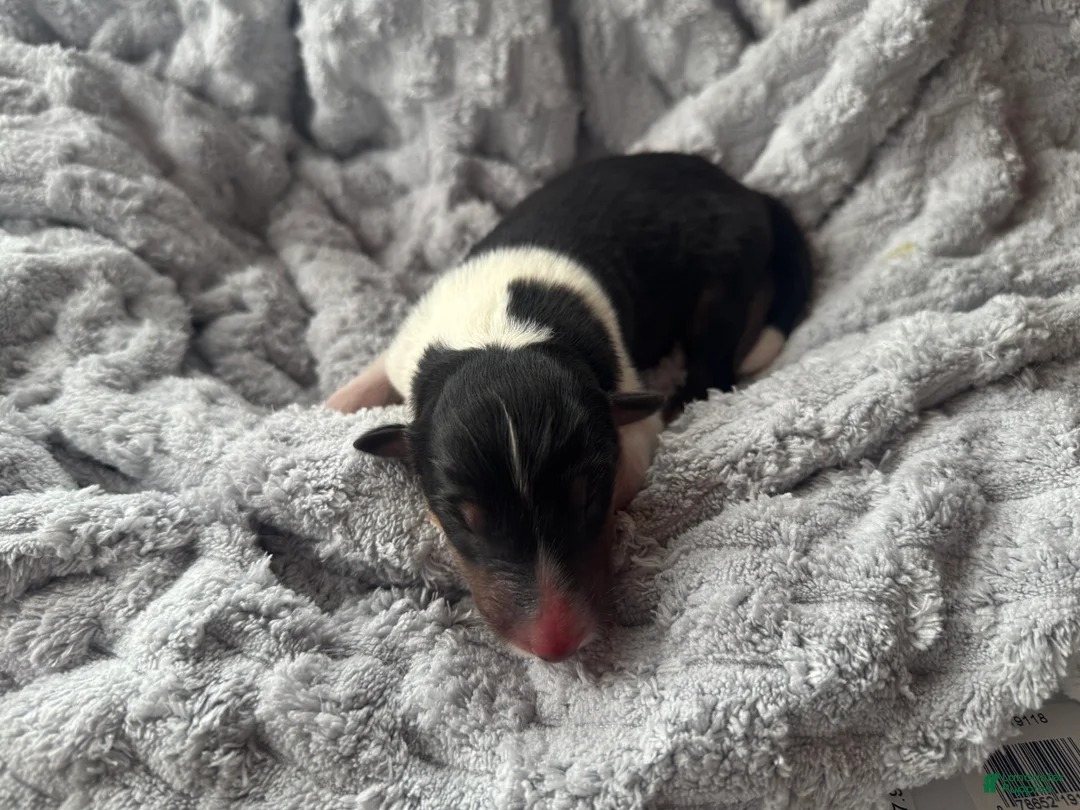 Collie dogs for sale: Lacey - Ad 4