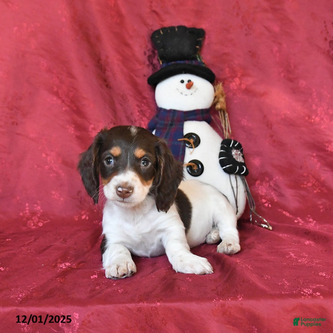 Dachshund dogs for sale: Happy - Ad 4