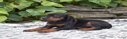 Doberman Pinscher dogs for sale: Echo - Ad 3