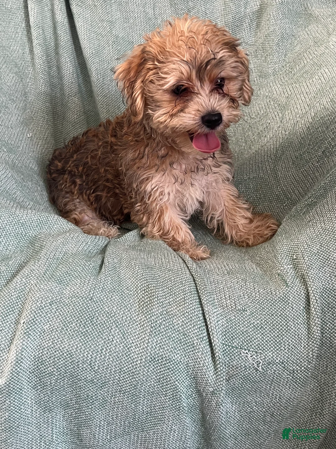 Yochon dogs for sale: Danny Boy - Ad 2