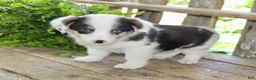 Mixed Breed dogs for sale: Gigi - Ad 4