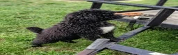 Double Doodle dogs for sale: Chelsea-Mountain Goldendoodle  - Ad 8