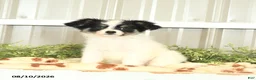 Papillon dogs for sale: Moss - Ad 10