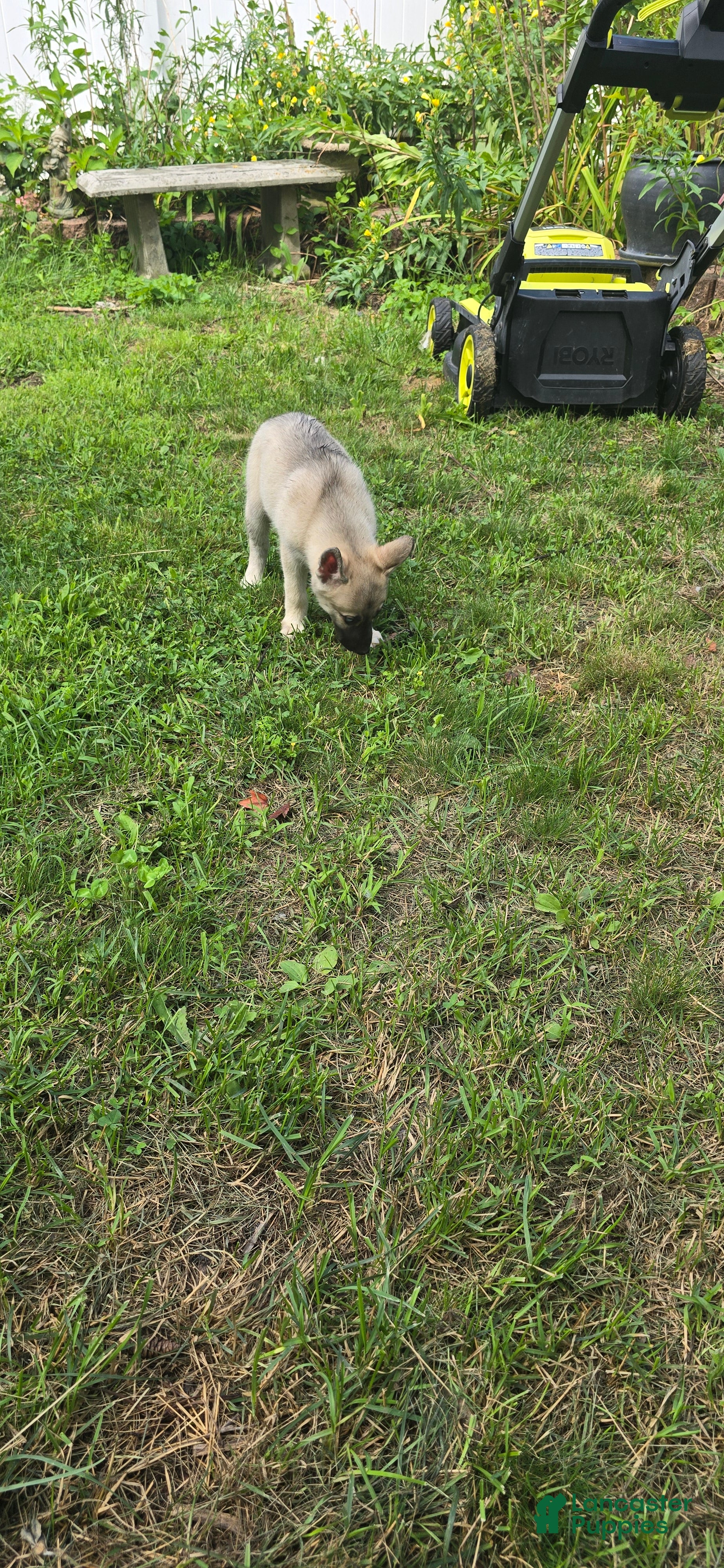 Gerberian Shepsky dogs Gerberian Shepsky 1 - Ad 2