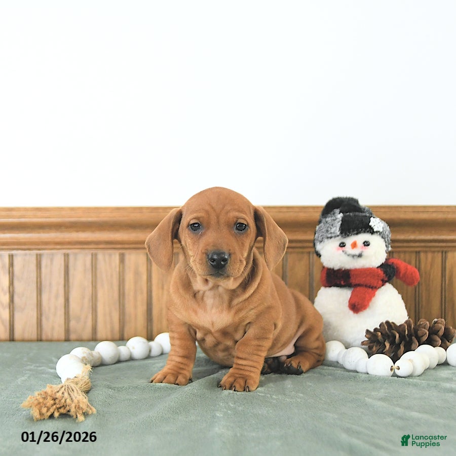 Miniature Dachshund dogs Beau - Ad 3