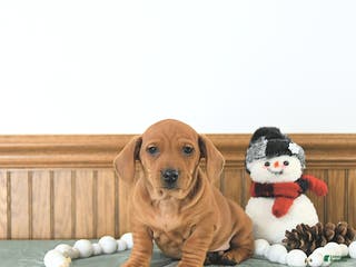 Miniature Dachshund dogs Beau - Ad 3