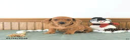 Miniature Dachshund dogs for sale: Beau - Ad 7