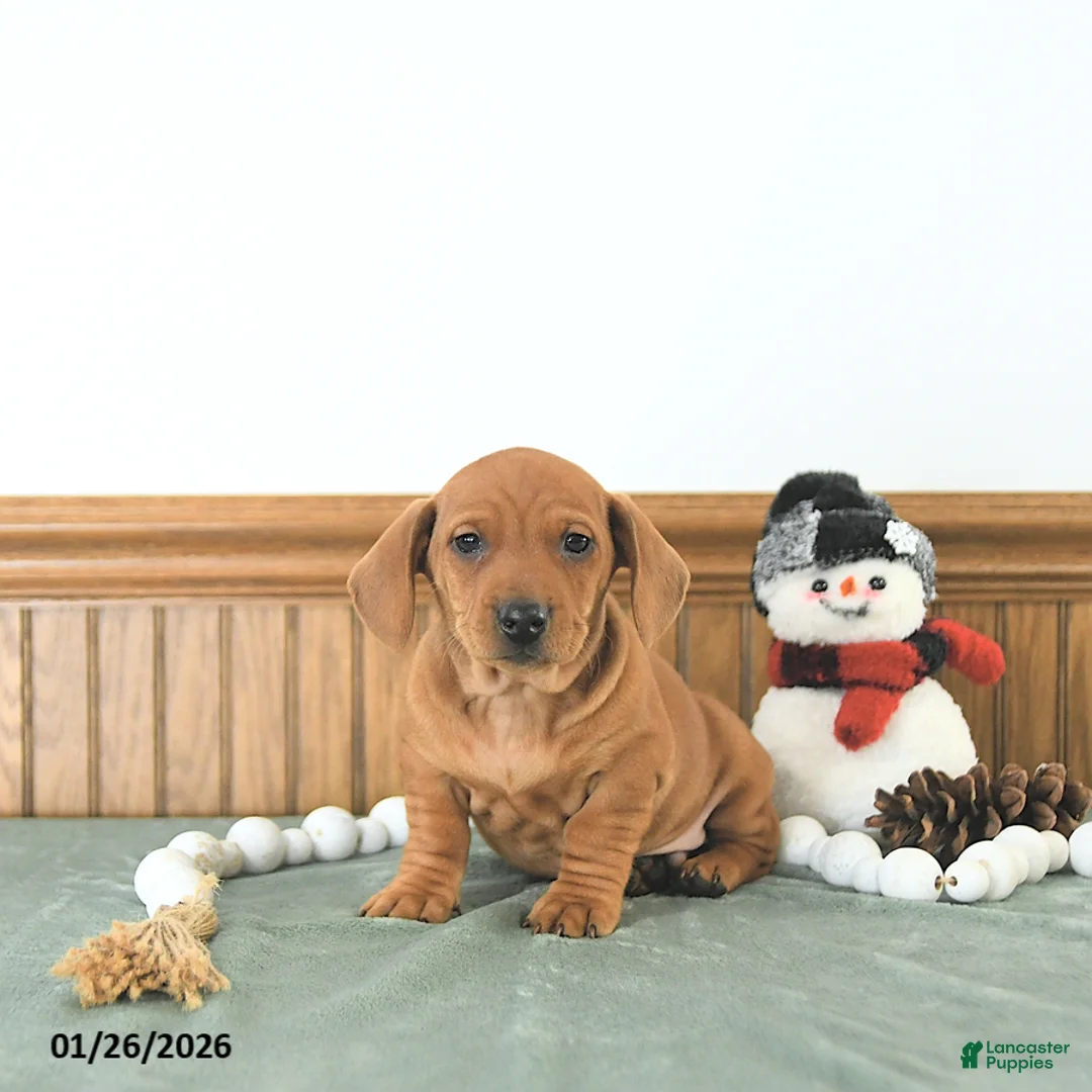 Miniature Dachshund dogs for sale: Beau - Ad 7