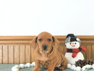 Miniature Dachshund dogs Beau - Ad 5