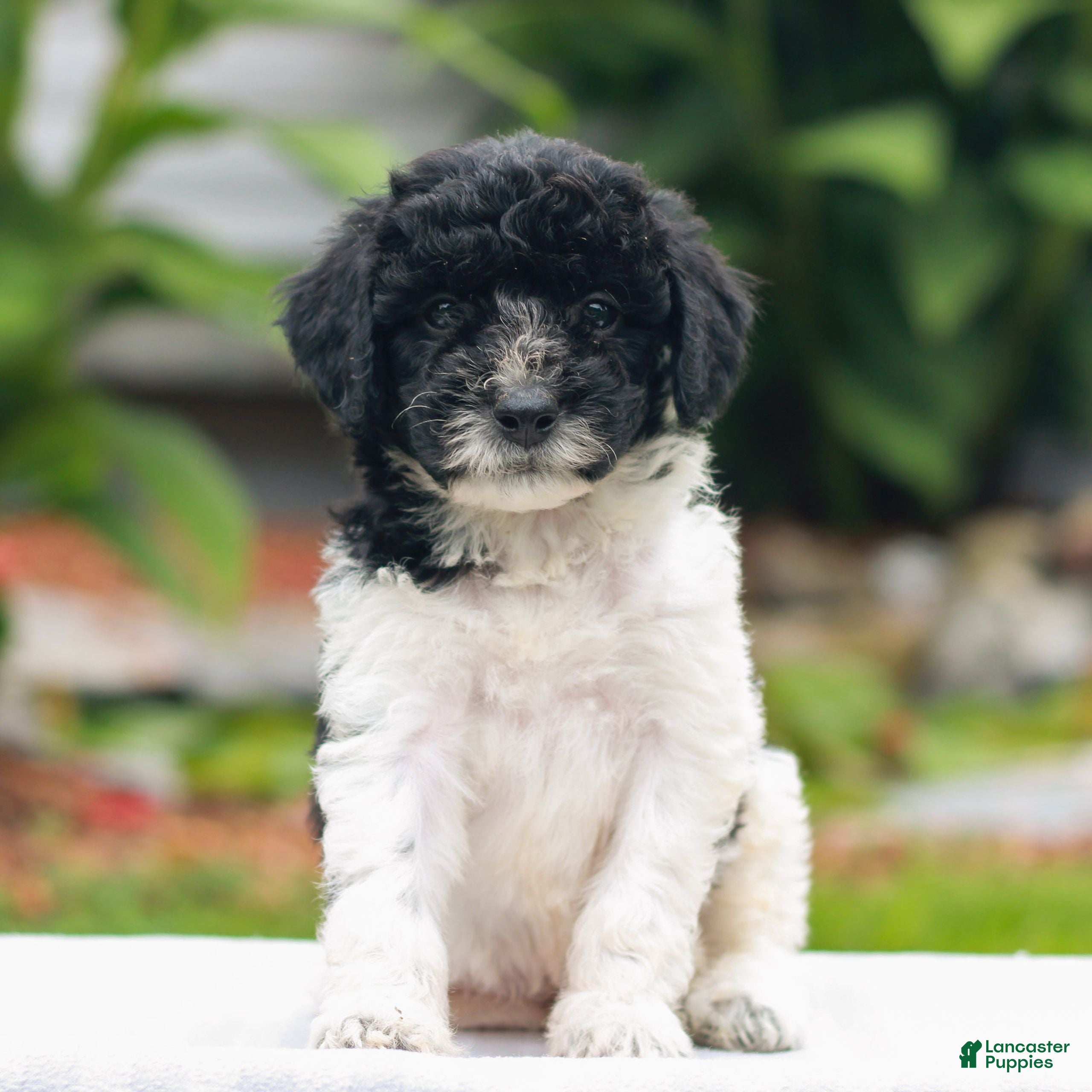 Miniature Labradoodle dogs Caleb  - Ad 2