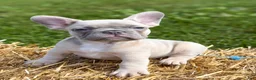 French Bulldog dogs for sale: Katness - Ad 2