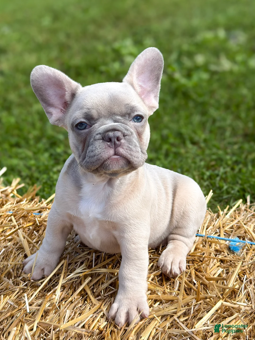 French Bulldog dogs for sale: Katness - Ad 2