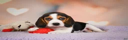 Beagle dogs for sale: OAKLY - Ad 7