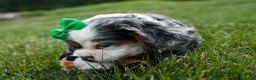 Cocker Spaniel dogs for sale: Jaxon 🐶💙 - Ad 10