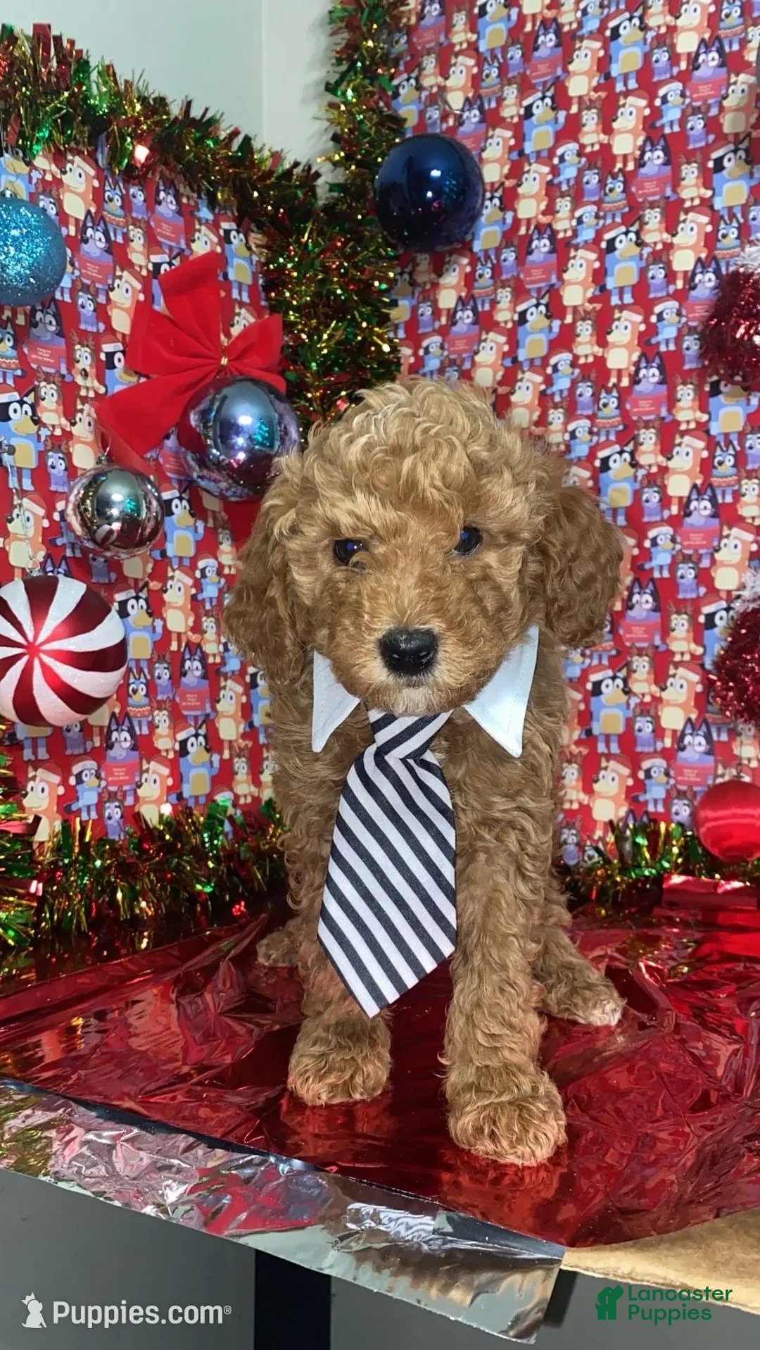 Mini Goldendoodle dogs for sale: Saint - Ad 2