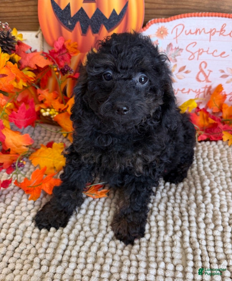 Cockapoo dogs Cassidy - Ad 7