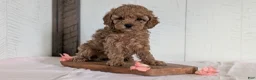 Cavapoo dogs for sale: Roxy - Ad 9