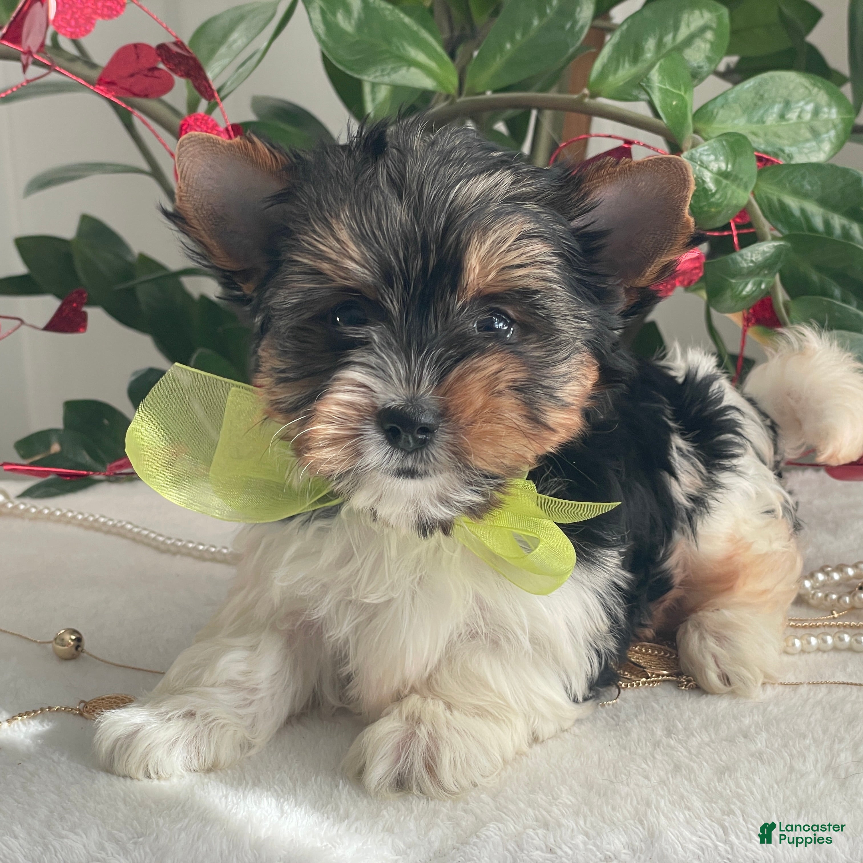 Biewer Terrier dogs Tony - Ad 2