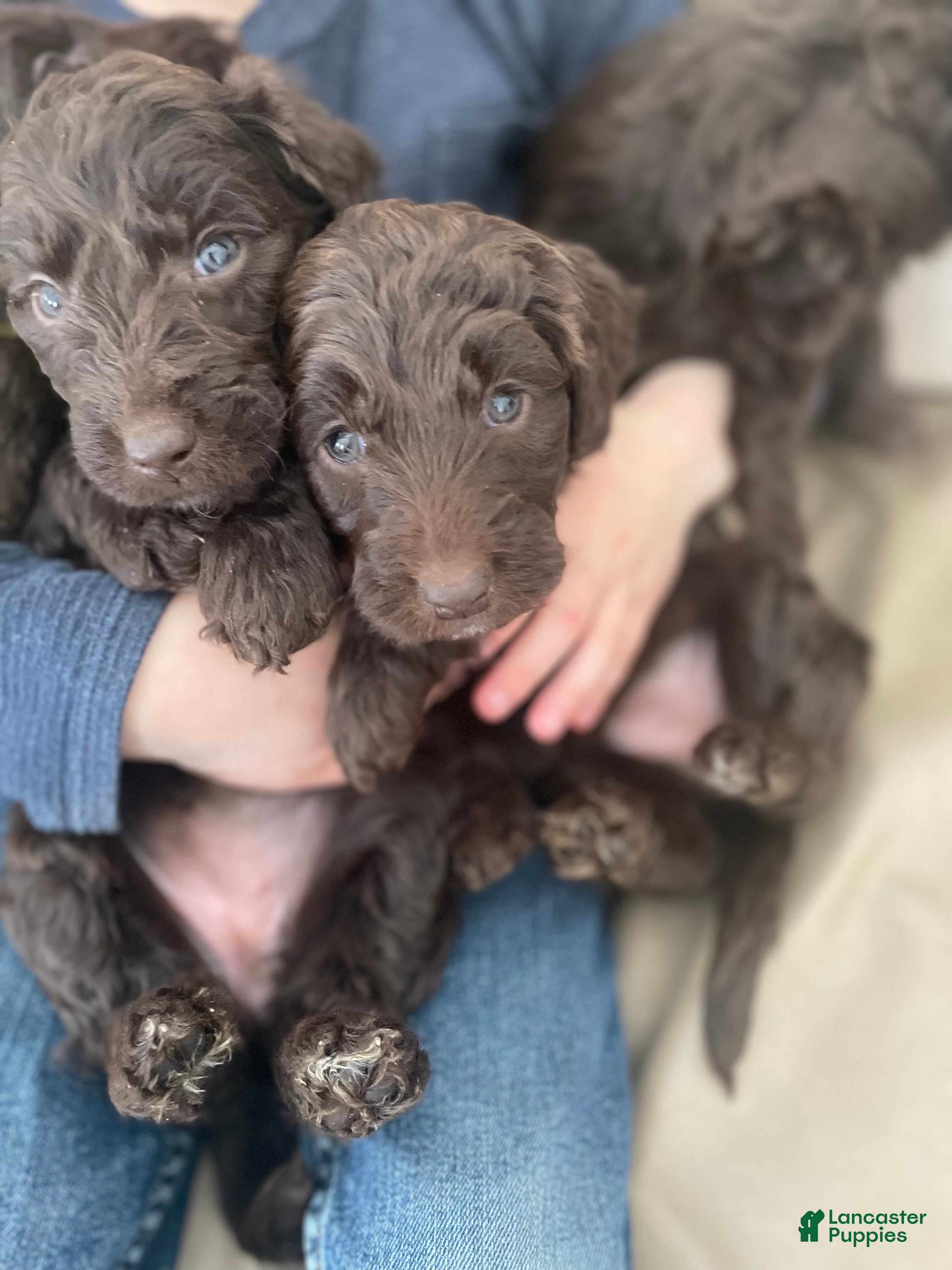 Goldendoodle dogs Ms pink - Ad 33