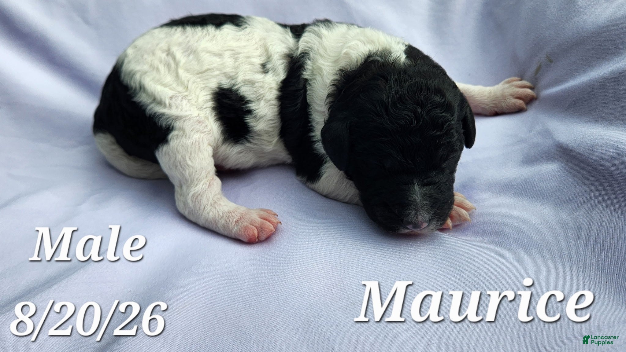 Labradoodle dogs Maurice - Ad 1
