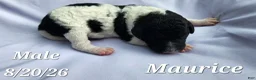 Labradoodle dogs for sale: Maurice - Ad 1
