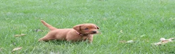Labrador Retriever dogs for sale: Autumn - Ad 6