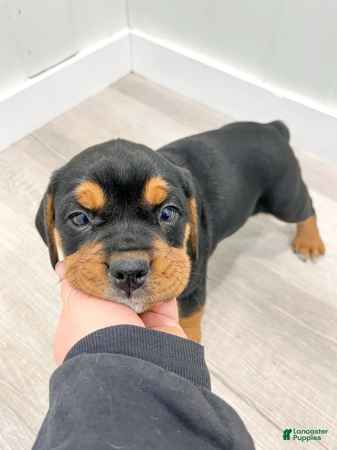 Mixed Breed dogs for sale: Gage - Ad 8