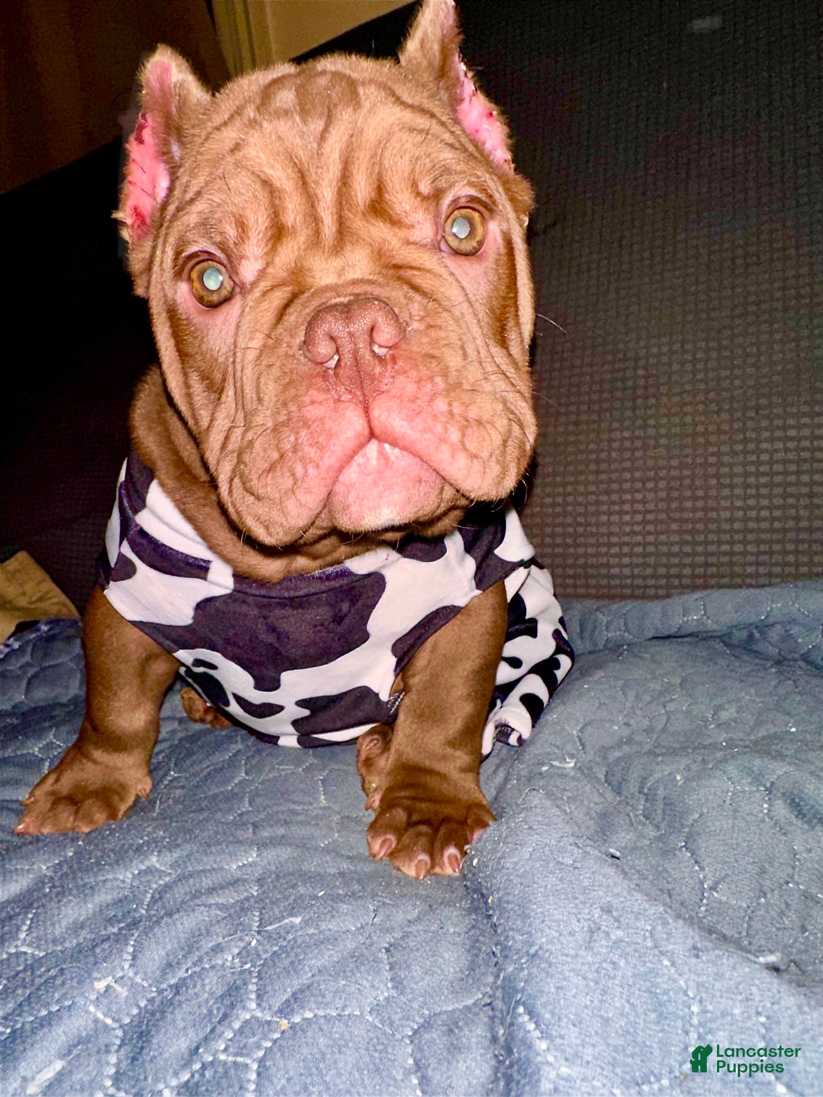 American Bully dogs Honey - Ad 5