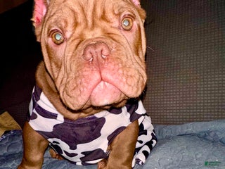 American Bully dogs Honey - Ad 10