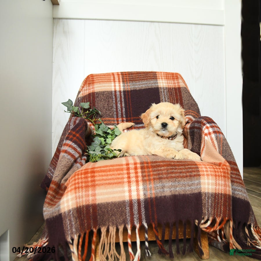 Cavachon dogs Kevin - Ad 2