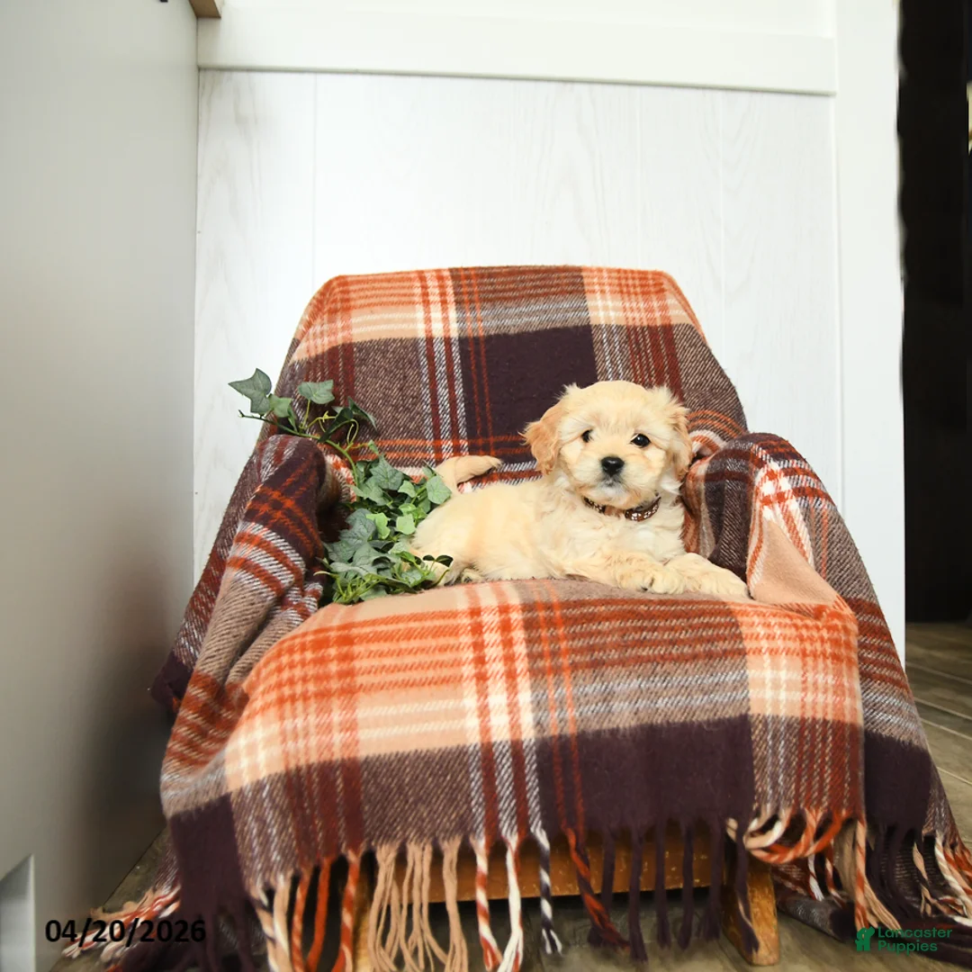 Cavachon dogs for sale: Kevin - Ad 2