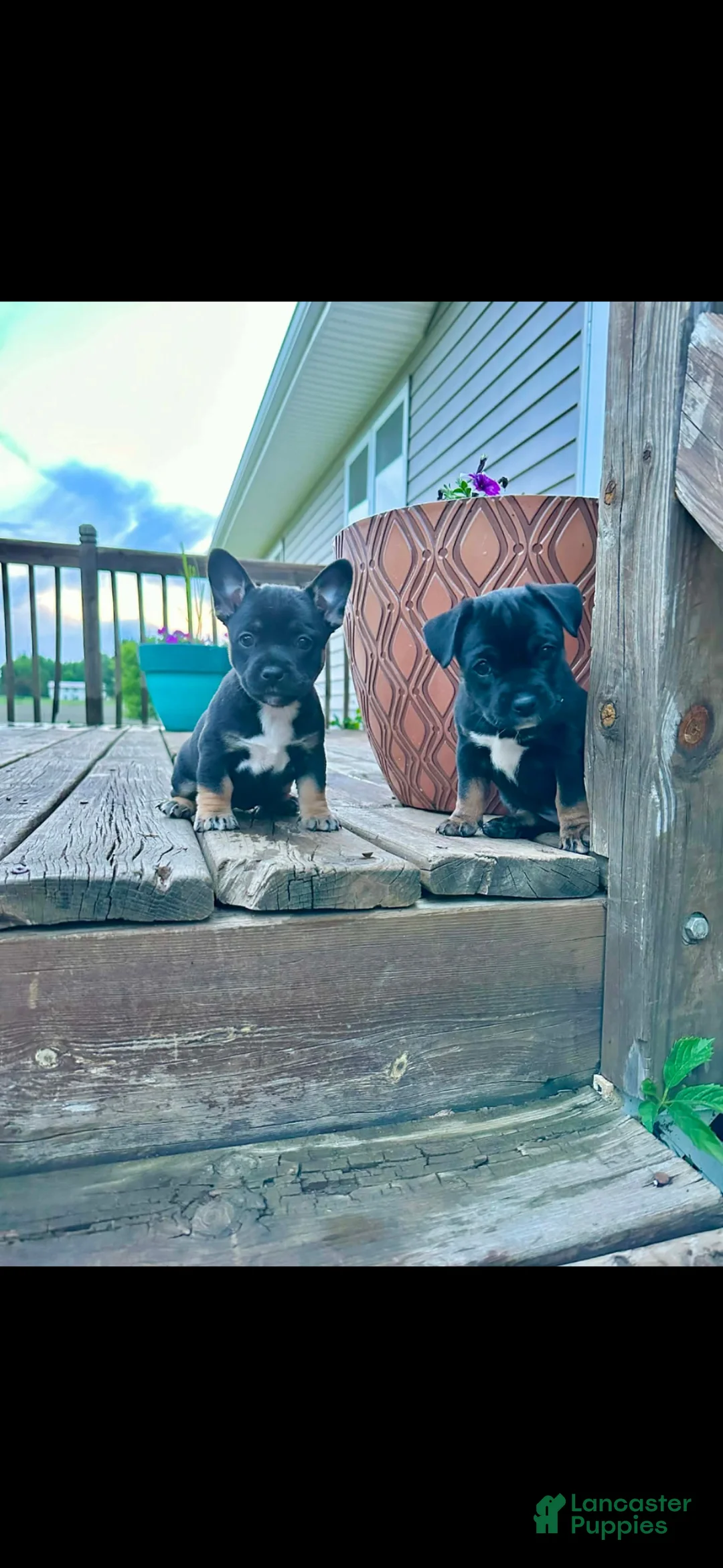Mixed Breed dogs for sale: Mixed Breed Puppy 2 - Ad 2