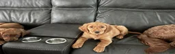 Mixed Breed dogs for sale: Mia - Irish Goldendoodle  - Ad 3