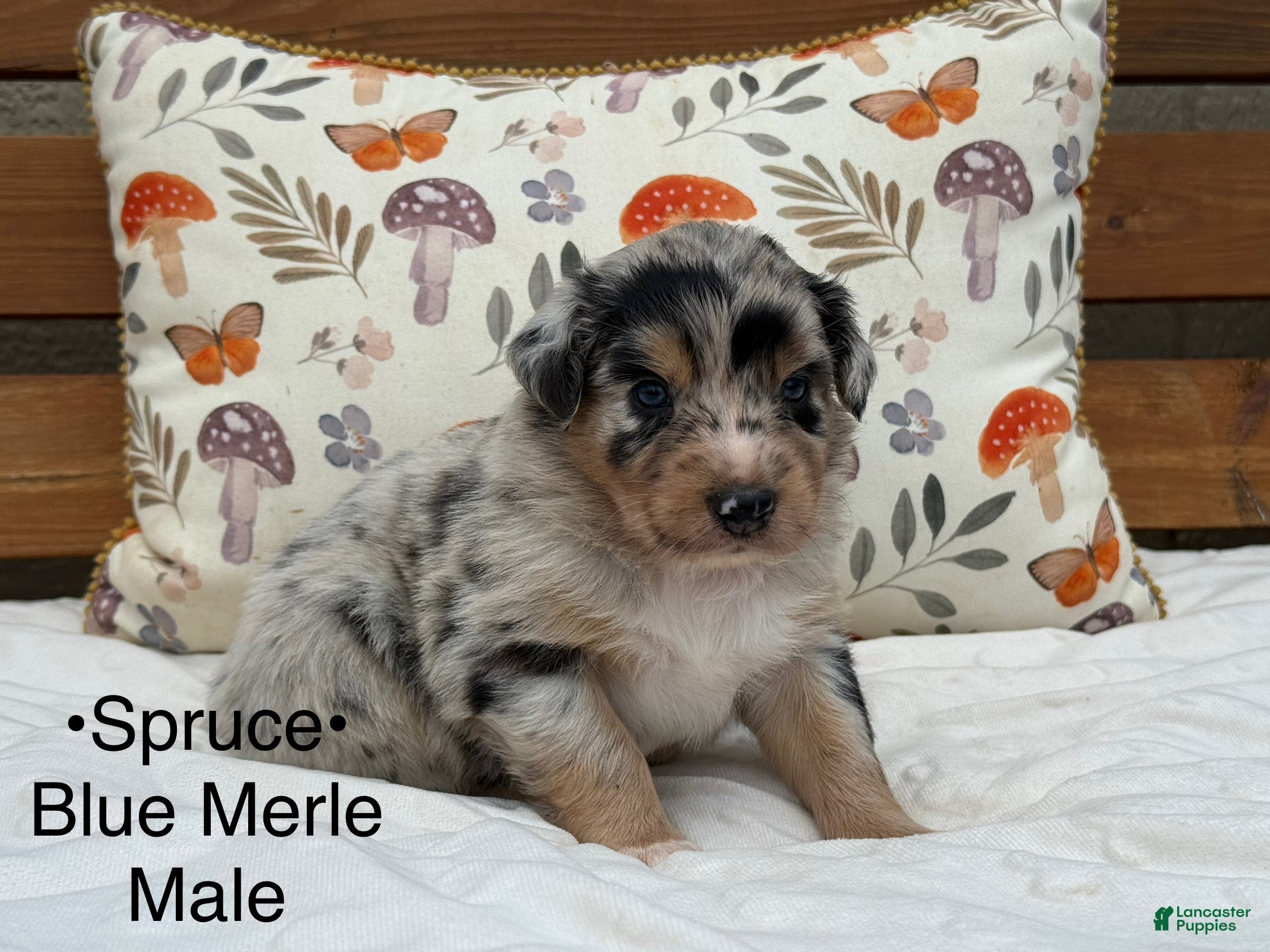 Australian Shepherd dogs Spruce  - Ad 13