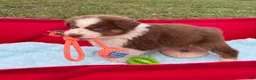 Australian Shepherd dogs for sale: Cutie - Ad 12