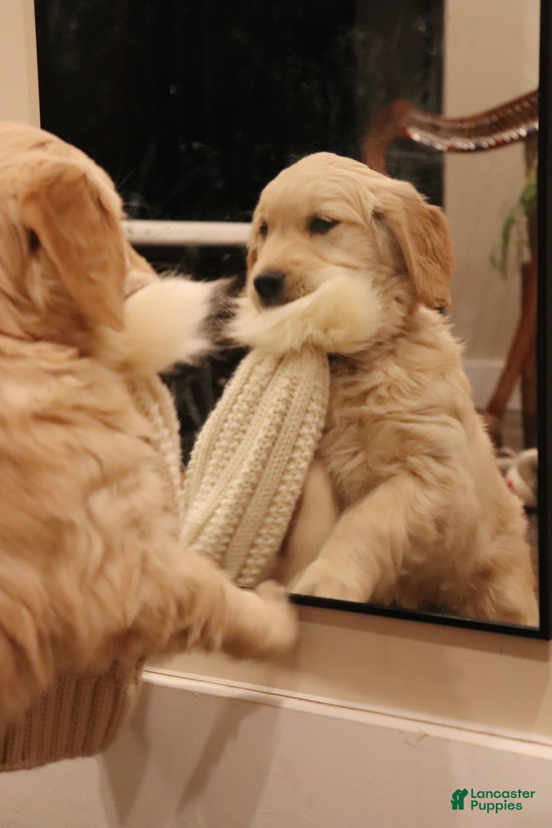 Golden Retriever dogs for sale: Claire - Ad 3