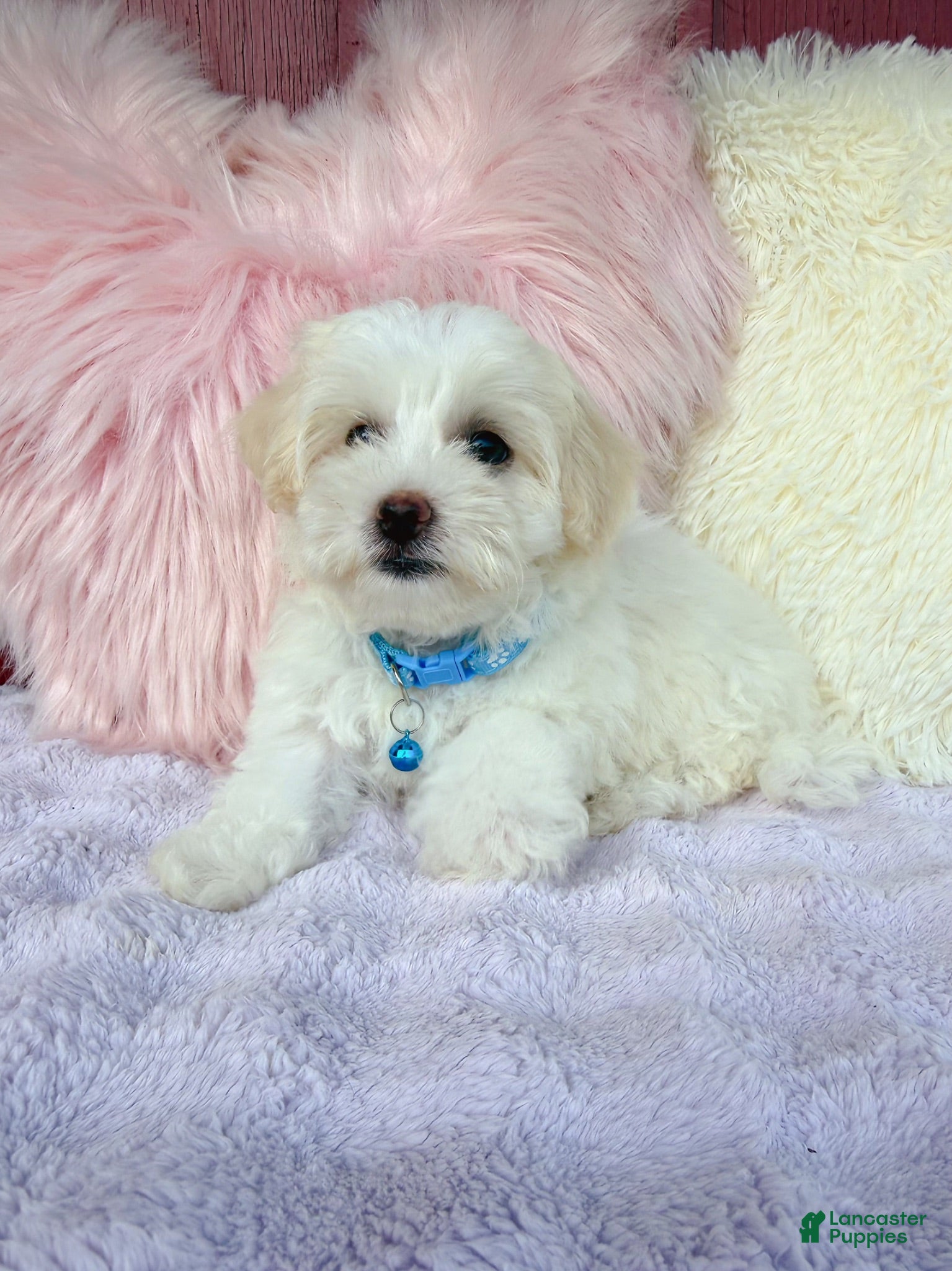 Maltipoo dogs 🩵 Cody 🩵 - Ad 37