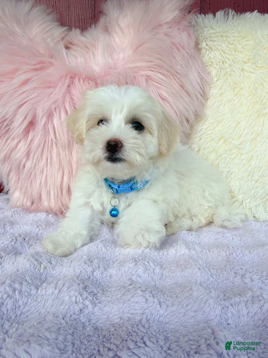 Maltipoo dogs for sale: 🩵 Cody 🩵 - Ad 1