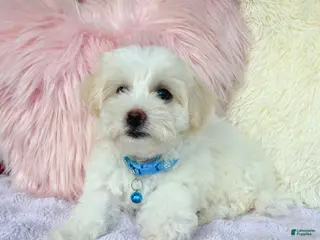 Maltipoo dogs 🩵 Cody 🩵 - Ad 37