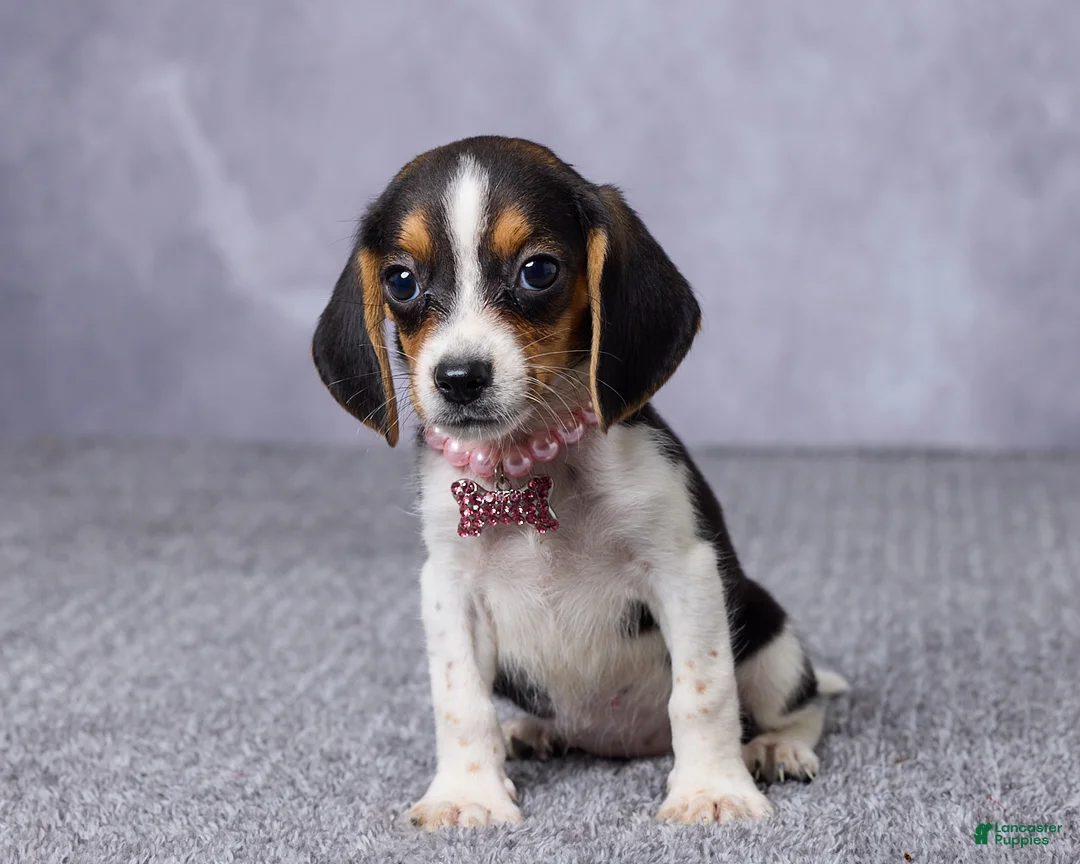 Beagle dogs for sale: Sally - Ad 1