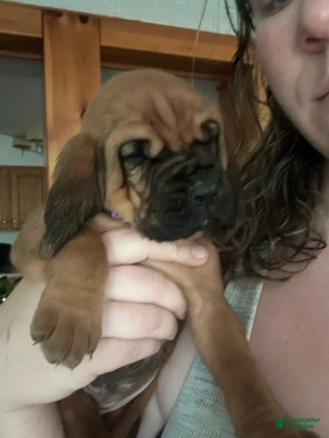 Bloodhound dogs for sale: Bloodhound Puppy 4 - Ad 2
