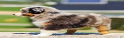 Miniature Australian Shepherd dogs for sale: Hazel - Ad 7