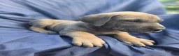 Great Dane dogs for sale: Rebel - Ad 2