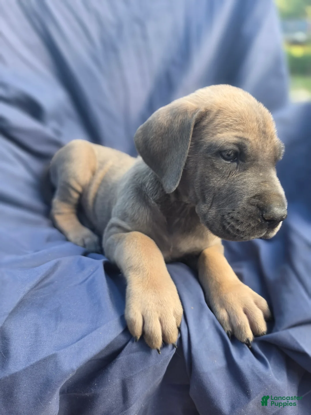 Great Dane dogs for sale: Rebel - Ad 2