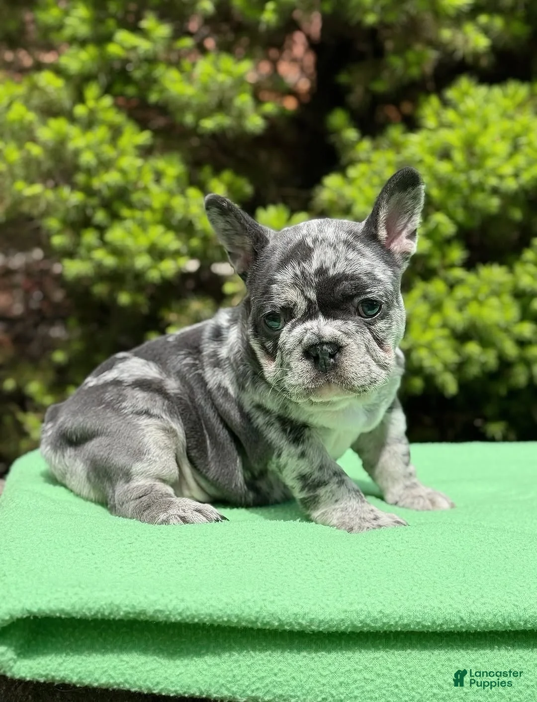 French Bulldog dogs for sale: French Bulldog 1 - Ad 2