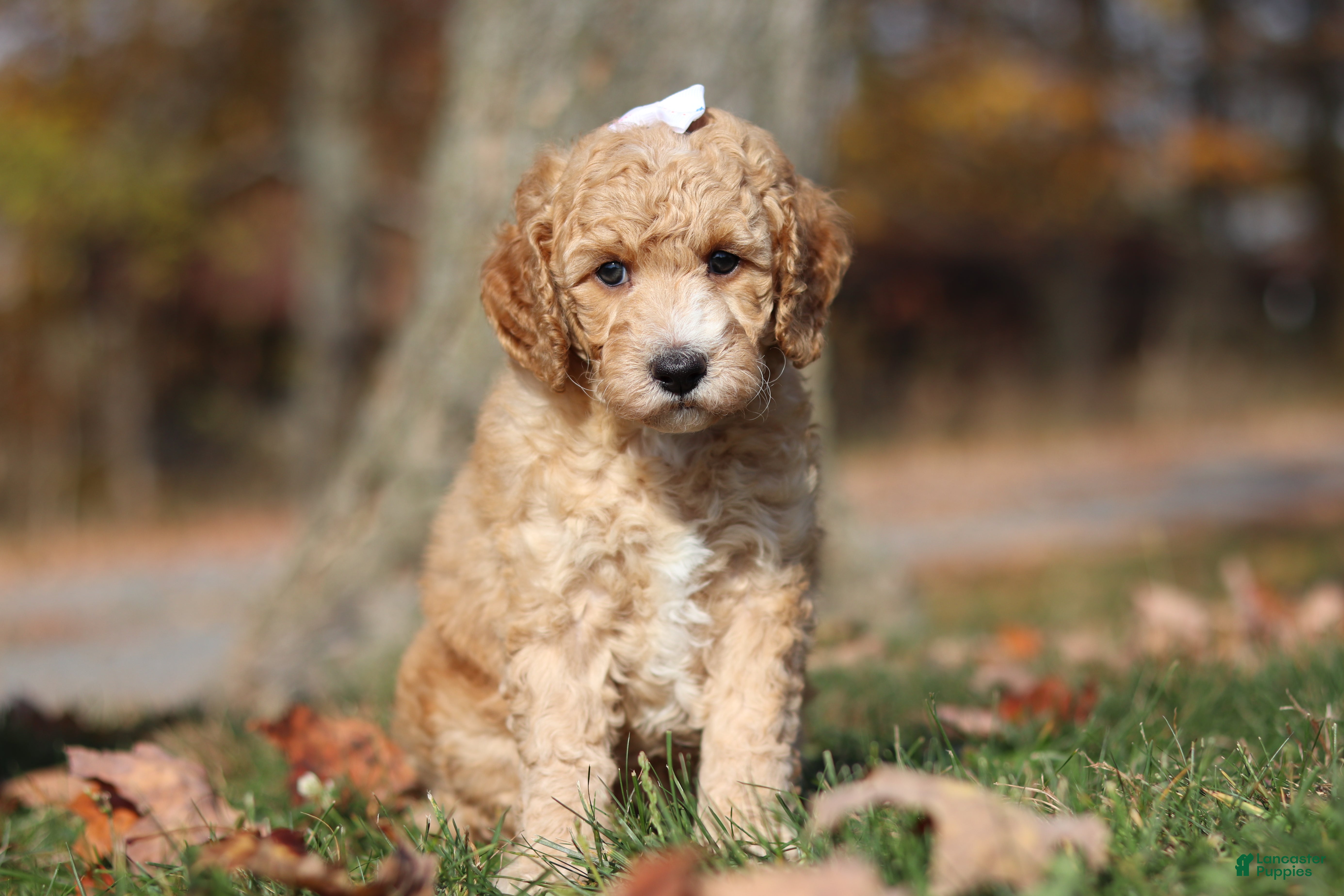 Miniature Poodle dogs for sale: June (AKC) - Ad 2