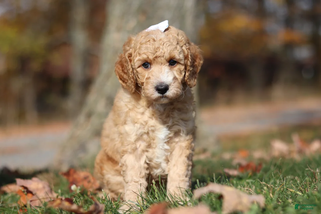 Miniature Poodle dogs for sale: June (AKC) - Ad 2