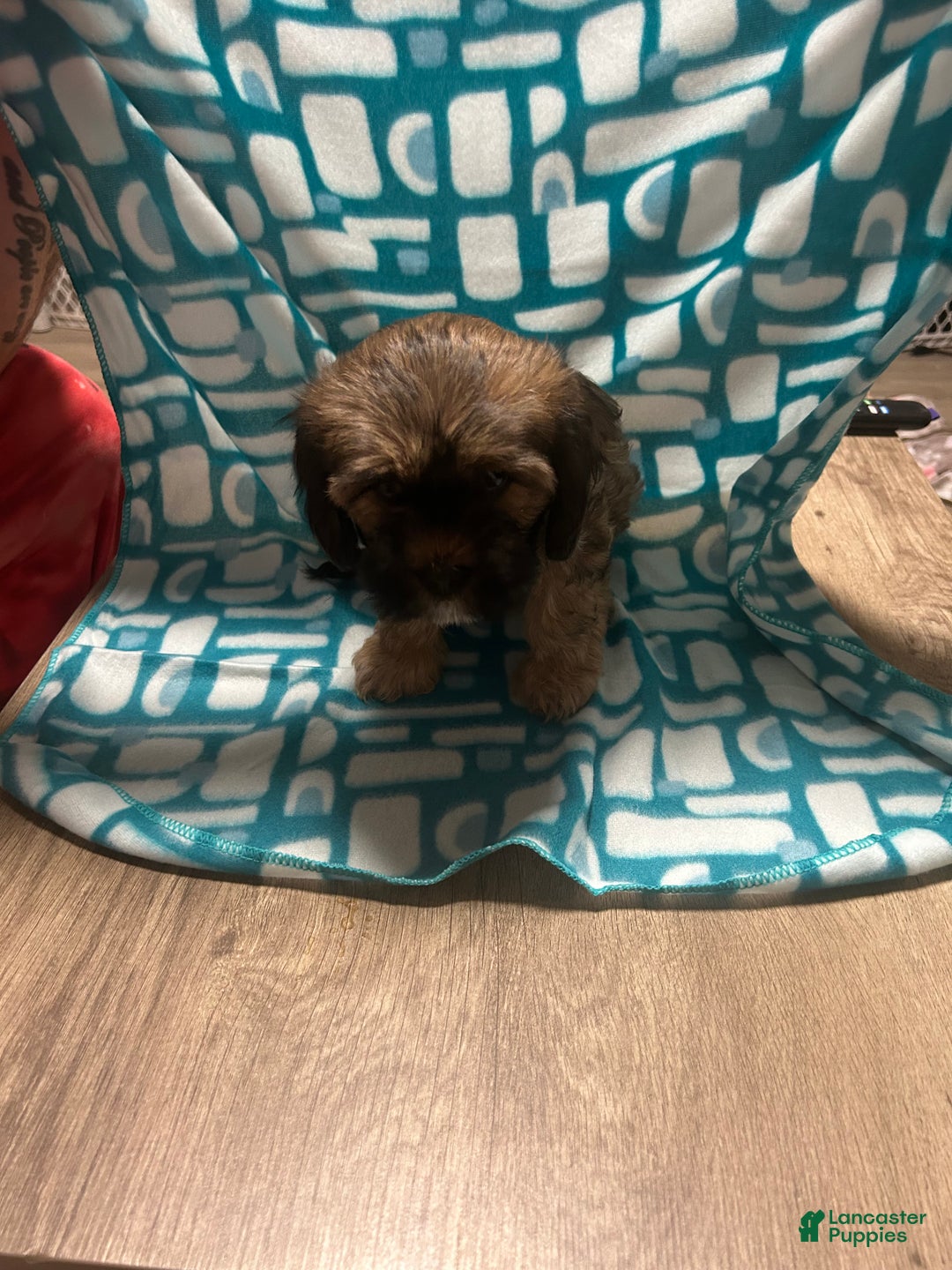 Shih Tzu dogs for sale: Teddy Bear Puppy 1 - Ad 4